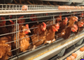 Bisnis Ayam Petelur: Cara Memulai dan Peluang Untung