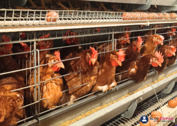 Bisnis Ayam Petelur: Cara Memulai dan Peluang Untung