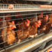 Bisnis Ayam Petelur: Cara Memulai dan Peluang Untung